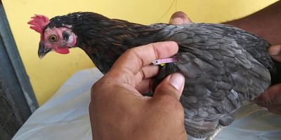 gallo1