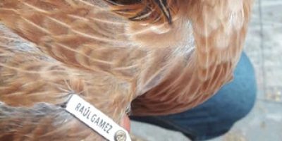 gallo2
